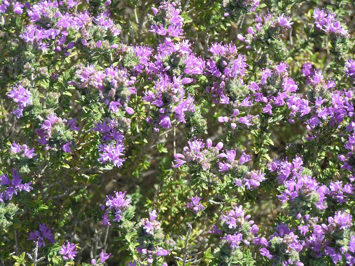 Thymbra capitata